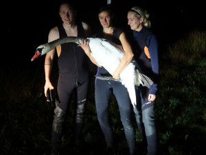 Ošetření zraněné labutě na břehu rybníka