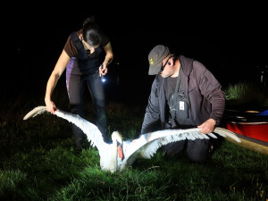 Ošetření zraněné labutě na břehu rybníka