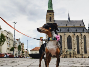 Magistrát odpustí roční poplatky za psa z městského útulku, některá zvířata tam na páníčky čekají roky