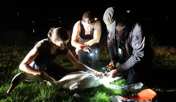 Ošetření zraněné labutě na břehu rybníka