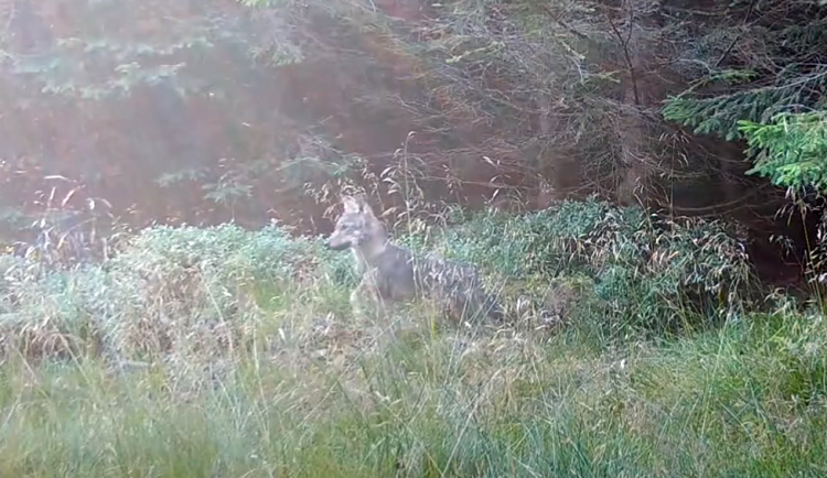 VIDEO: Vlkům se zalíbilo v Jesenické oblasti. Nejméně tři páry přivedly na svět vlčata