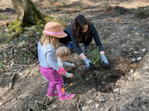 Lidé se mohou zapojit do obnovy městského lesa, lesníci připravili tisíce sazenic borovice