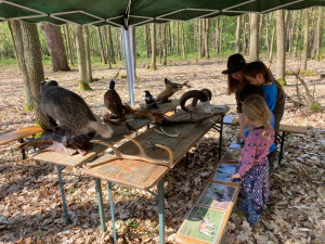 Lidé se mohou zapojit do obnovy městského lesa, lesníci připravili tisíce sazenic borovice