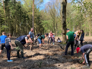Lidé se mohou zapojit do obnovy městského lesa, lesníci připravili tisíce sazenic borovice