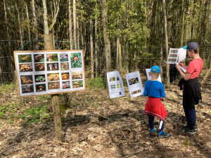 Lidé se mohou zapojit do obnovy městského lesa, lesníci připravili tisíce sazenic borovice