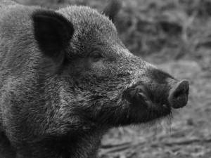 Divočák napadl lovce při honu a způsobil mu těžká zranění. Na místě zasahovala letecká záchranná služba