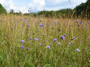 Přírodní památka a botanický klenot Českého lesa je větší, vzácnou louku nově chrání remíz