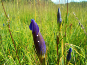 Přírodní památka a botanický klenot Českého lesa je větší, vzácnou louku nově chrání remíz