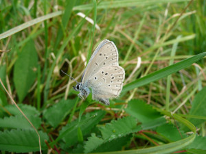 Přírodní památka a botanický klenot Českého lesa je větší, vzácnou louku nově chrání remíz