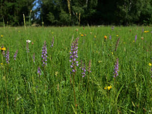 Přírodní památka a botanický klenot Českého lesa je větší, vzácnou louku nově chrání remíz