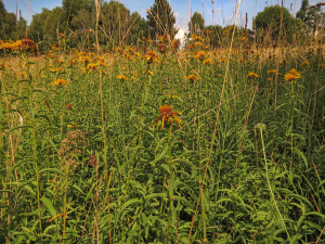 Přírodní památka a botanický klenot Českého lesa je větší, vzácnou louku nově chrání remíz