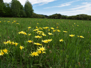 Přírodní památka a botanický klenot Českého lesa je větší, vzácnou louku nově chrání remíz