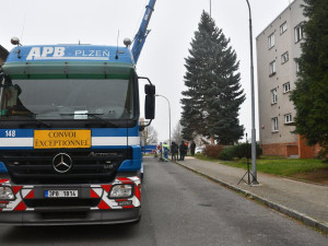 V Hřbitovní ulici rostl až do pondělního rána vánoční strom pro plzeňské náměstí Republiky. Večer už bude stát na svém místě