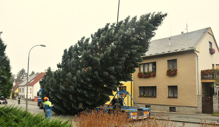 V Hřbitovní ulici rostl až do pondělního rána vánoční strom pro plzeňské náměstí Republiky. Večer už bude stát na místě