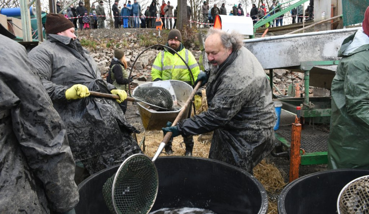 Rybáři vyloví Drahotínský rybník v sobotu 30. listopadu. Kapři se tam budou prodávat za 120 korun za kilogram