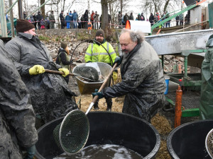 Rybáři vyloví Drahotínský rybník v sobotu 30. listopadu. Kapři se tam budou prodávat za 120 korun za kilogram