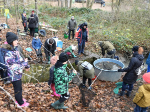 Rybáři vyloví Drahotínský rybník v sobotu 30. listopadu. Kapři se tam budou prodávat za 120 korun za kilogram