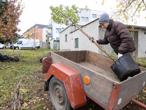 Město se víc zazelená. Lidé dostali od města stromy, které mohou zasadit na svých zahradách