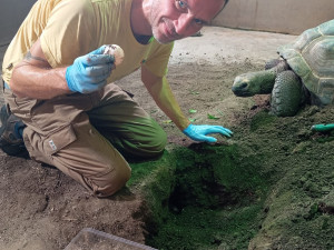 Neuvěřitelná senzace v plzeňské zoo, želva obrovská nečekaně nakladla další snůšku vajec