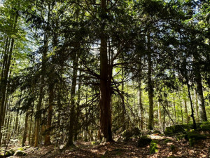 Stáří tohoto stromu je přes tisíc let