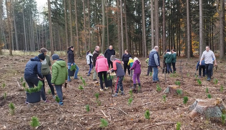 Malí i velcí Plzeňané na podzim vysázeli tisíce stromků. Městský les V Pytli ožil po kůrovcové kalamitě