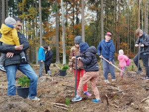 Malí i velcí Plzeňané na podzim vysázeli tisíce stromků. Městský les V Pytli ožil po kůrovcové kalamitě