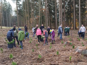 Malí i velcí Plzeňané na podzim vysázeli tisíce stromků. Městský les V Pytli ožil po kůrovcové kalamitě