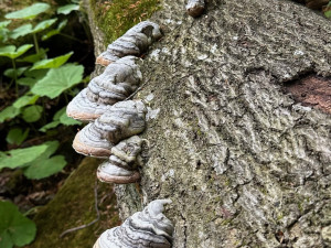 Na Šumavě se rozšiřují plochy smíšených lesů a zvyšuje druhová pestrost stromů. Přibývá i tlejícího dřeva