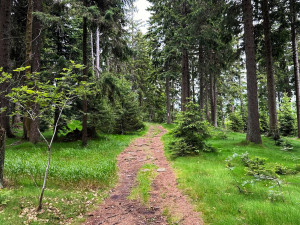 Na Šumavě se rozšiřují plochy smíšených lesů a zvyšuje druhová pestrost stromů. Přibývá i tlejícího dřeva