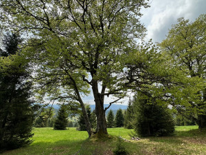 Na Šumavě se rozšiřují plochy smíšených lesů a zvyšuje druhová pestrost stromů. Přibývá i tlejícího dřeva