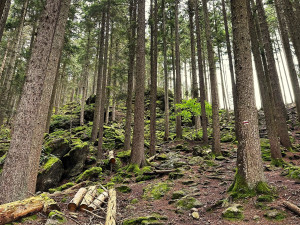 Na Šumavě se rozšiřují plochy smíšených lesů a zvyšuje druhová pestrost stromů. Přibývá i tlejícího dřeva