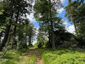 Na Šumavě se rozšiřují plochy smíšených lesů a zvyšuje druhová pestrost stromů. Přibývá i tlejícího dřeva