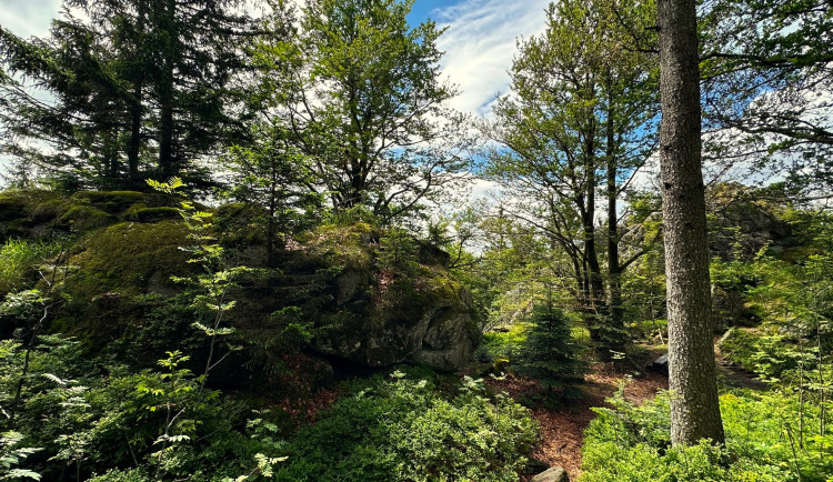 Na Šumavě se rozšiřují plochy smíšených lesů a zvyšuje druhová pestrost stromů