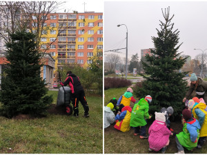 Obvod zasadil dva živé vánoční stromky, tři a půl metrové jedle nahradí dosavadní umělé