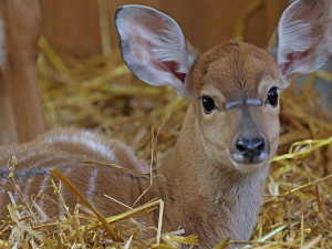 Hned dvě mláďata nyal nížinných přišla na svět v rozmezí jednoho měsíce v plzeňské zoo