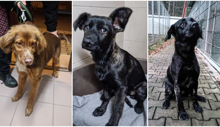 Brownie, Malga a Žofka.