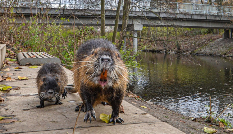 Nekrmte nutrie, apeluje město. Přemnožení hlodavci páchají velké škody a mohou přenášet infekční nemoci