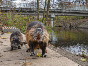 Nekrmte nutrie, apeluje město. Přemnožení hlodavci páchají velké škody a mohou přenášet infekční nemoci