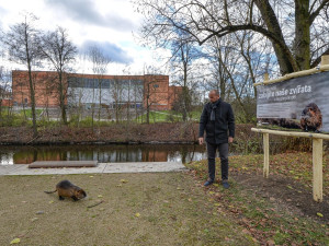 Nekrmte nutrie, apeluje město. Přemnožení hlodavci páchají velké škody a mohou přenášet infekční nemoci