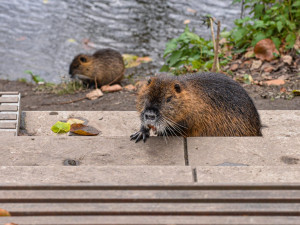 Nekrmte nutrie, apeluje město. Přemnožení hlodavci páchají velké škody a mohou přenášet infekční nemoci