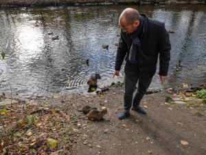 Nekrmte nutrie, apeluje město. Přemnožení hlodavci páchají velké škody a mohou přenášet infekční nemoci