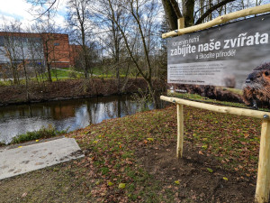 Nekrmte nutrie, apeluje město. Přemnožení hlodavci páchají velké škody a mohou přenášet infekční nemoci