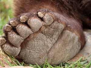 Dobrou noc a uvidíme se na jaře. Slavní medvědi z večerníčků ulehli k zimnímu spánku