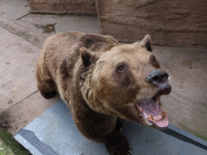 Dobrou noc a uvidíme se na jaře. Slavní medvědi z večerníčků ulehli k zimnímu spánku