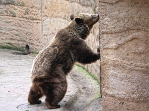 Dobrou noc a uvidíme se na jaře. Slavní medvědi z večerníčků ulehli k zimnímu spánku