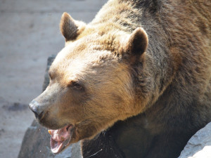 Dobrou noc a uvidíme se na jaře. Slavní medvědi z večerníčků ulehli k zimnímu spánku