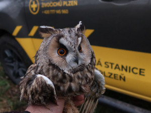 Zachráněný kalous