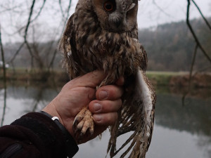 Zachráněný kalous