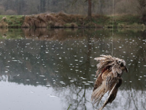 Dravý pták zamotaný do rybářského vlasce visel těsně nad hladinou řeky a čekal na smrt