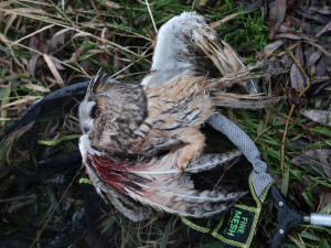 Dravec těsně po vyproštění